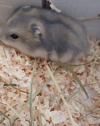 Criceti whinter White