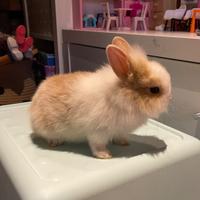 Conigli testa di leone, colori vari