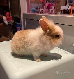 Conigli testa di leone, colori vari