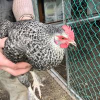 Galline razza mix Amrock/Marans