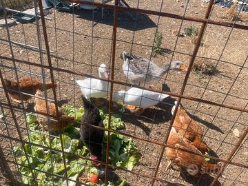 Oca papere e galline
