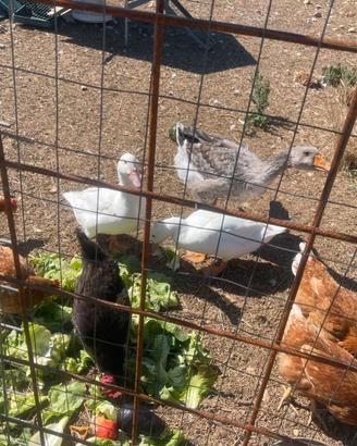 Oca papere e galline