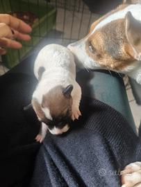 2 cuccioli di jack russel pelo corto