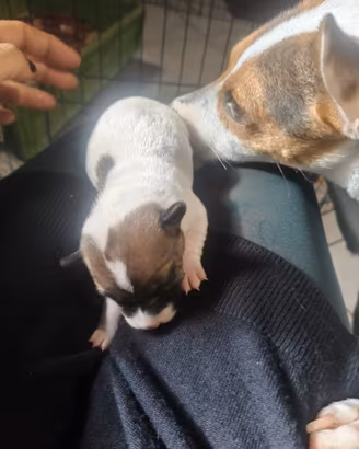 2 cuccioli di jack russel pelo corto