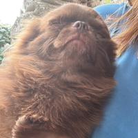 Chihuahua cioccolato pelo lungo stupendo