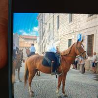 Anglo arabo anche per principianti