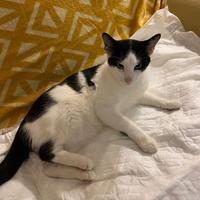 Gatto non ha fatto rientro a casa