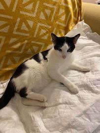 Gatto non ha fatto rientro a casa