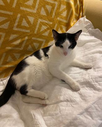 Gatto non ha fatto rientro a casa