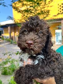 Cucciolo Lagotto romagnolo con pedigree