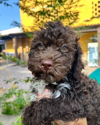 Cucciolo Lagotto romagnolo con pedigree