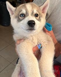 Cucciolo Husky