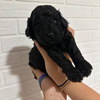 ?Cuccioli di Barboncino maschi neri?