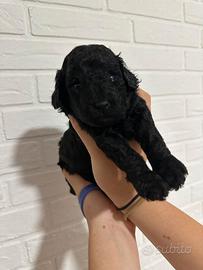 ?Cuccioli di Barboncino maschi neri?