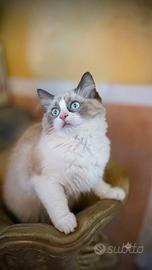 Splendide cucciole ragdoll con pedigree