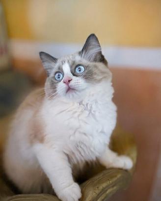 Splendide cucciole ragdoll con pedigree