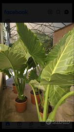 Pianta da interno alocasia