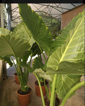 Pianta da interno alocasia