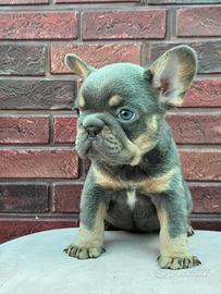 Cucciolo di bulldog francese