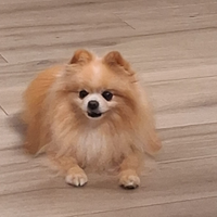 Disponibile per monta