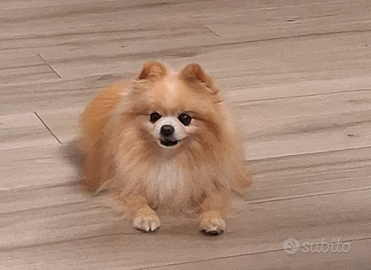 Disponibile per monta