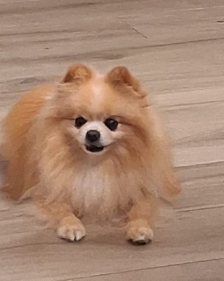 Disponibile per monta