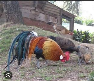 Galline phoenix