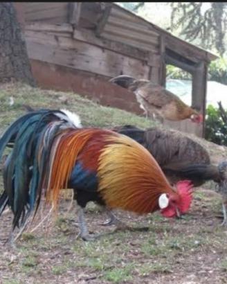 Galline phoenix