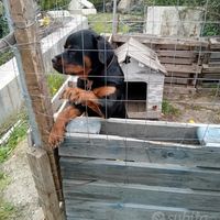 Rottweiler femmina