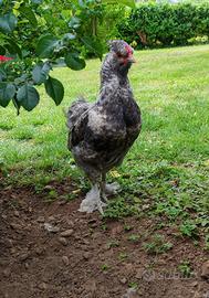 Gallo