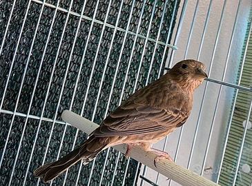 Ciuffolotto messicano