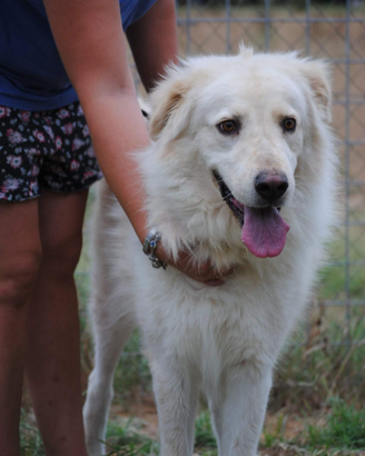 Cucciolone di pastore maremmano in adozione