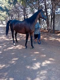 Cavalla