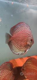 Discus sg