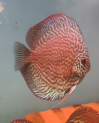 Discus sg