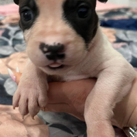 Cuccioli di pitbull (amstaff)