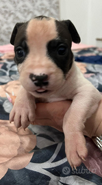 Cuccioli di pitbull (amstaff)