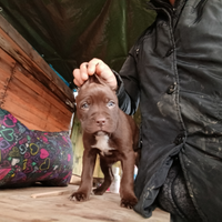 Cuccioli maschi di Pitbull