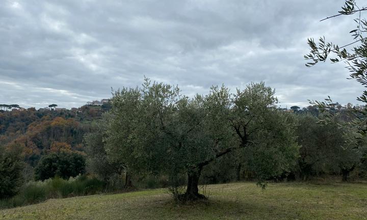 Terreno uliveto parco attrezzato