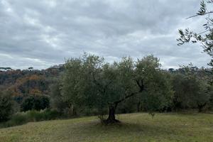 Terreno uliveto parco attrezzato