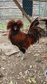 Gallo padovano