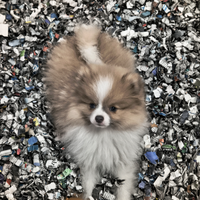 Spitz Pomerania Mini Toy femmina musetto corto