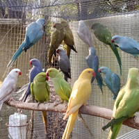 Parrocchetti dal collare