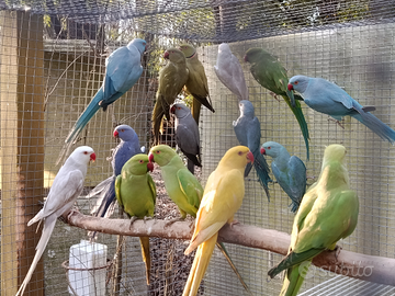 Parrocchetti dal collare