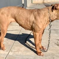 Pitbull