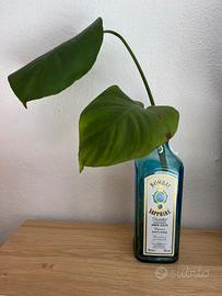Piante in bottigla