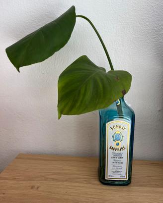 Piante in bottigla