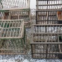 4 gabbiette vuote in legno e ferro usate a caccia