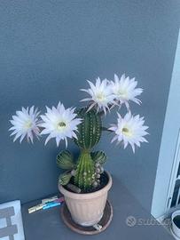 Cactus giglio di Pasqua