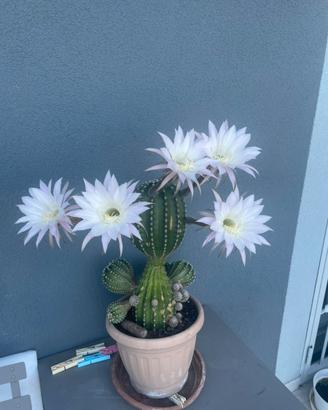 Cactus giglio di Pasqua